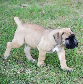 Boerboel Puppies for sale Puppies for sale