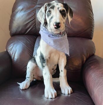 Great Dane Puppies for sale Puppies for sale