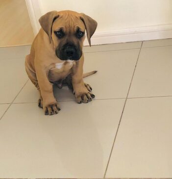 Boerboel Puppies for sale Puppies for sale