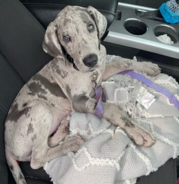 Great Dane Puppies for sale Puppies for sale