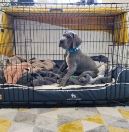 Great dane Puppies for sale Puppies for sale