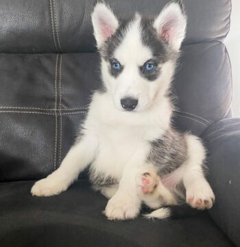 Siberian Husky Puppies for sale Puppies for sale