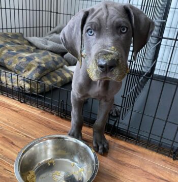 Great Dane Puppies for sale Puppies for sale