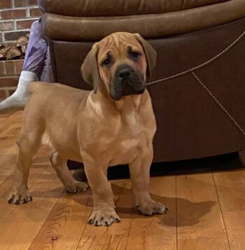 Boerboel Puppies for sale Puppies for sale