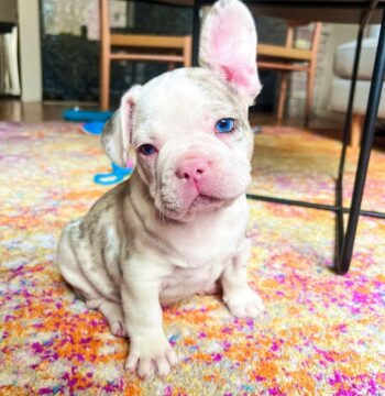 French Bulldog Puppies for sale Puppies for sale