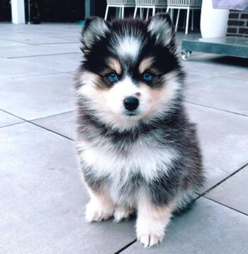 Pomsky Puppies for sale Puppies for sale