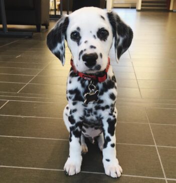 Dalmatian Puppies For Sale