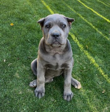 Cane Corso Puppies for sale Puppies for sale