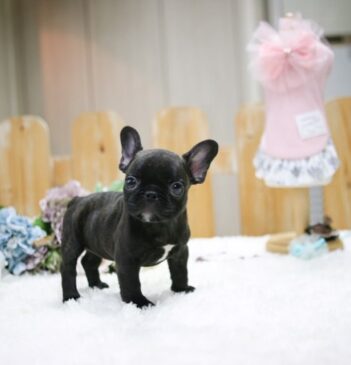 French Bulldog Puppies for sale Puppies for sale