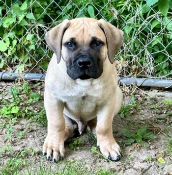 Boerboel Puppies for sale Puppies for sale