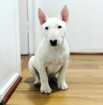 Bull Terrier Puppies for sale Puppies for sale