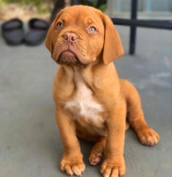 Dogue De Bordeaux Puppies for sale Puppies for sale