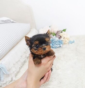 Teacup Yorkie Puppies for sale Puppies for sale