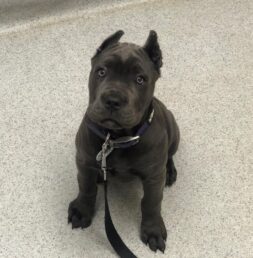 Cane Corso Puppies for sale Puppies for sale