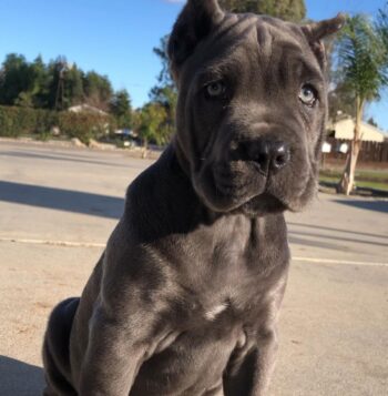 Cane Corso Puppies