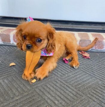 Cavalier King Charles Puppies for sale Puppies for sale