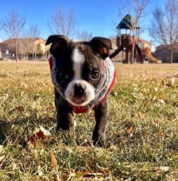 Boston Terrier Puppies for sale Puppies for sale