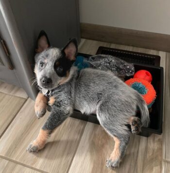 Australian Cattle Dog