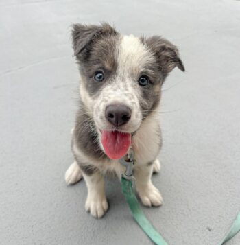 Border Collie Puppies