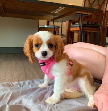 Cavalier King Charles Puppies for sale Puppies for sale