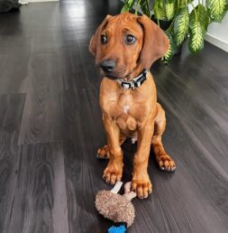 Rhodesian Ridgeback puppies for sale