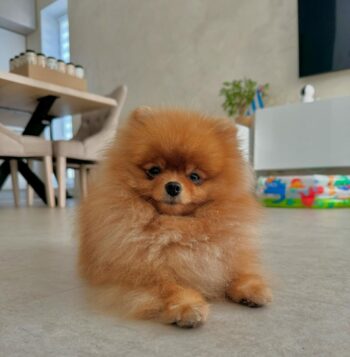 Pomeranian Puppies for sale