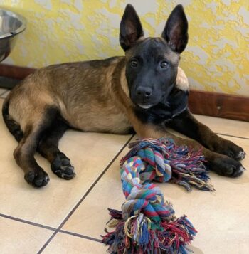 Belgian Malinois Puppies for sale Puppies for sale