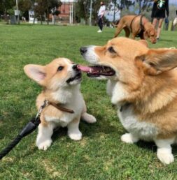 Corgi Puppies for sale Puppies for sale