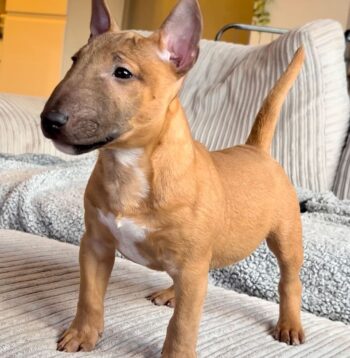 Bull Terrier Puppies for sale Puppies for sale