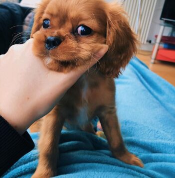 Cavalier King Charles Puppies for sale Puppies for sale