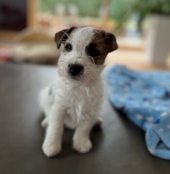 Parson Terrier Puppies for sale Puppies for sale