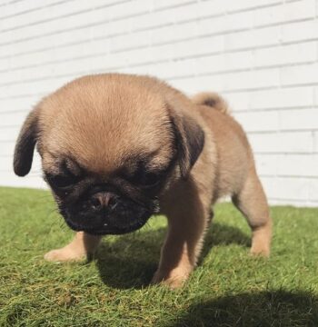 Pug Puppies for sale Puppies for sale