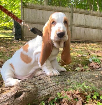 Basset Hound Puppies For Sale