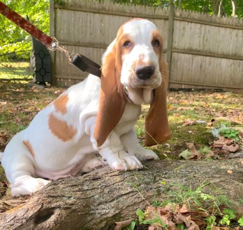 Basset Hound Puppies For Sale