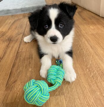 Border Collie Puppies