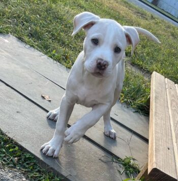 Cane Corso Puppies for sale Puppies for sale