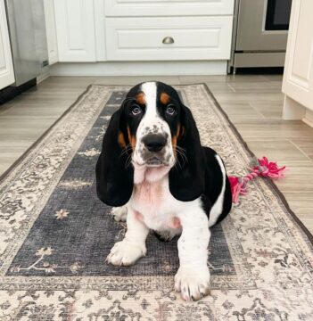 Basset Hound Puppies For Sale