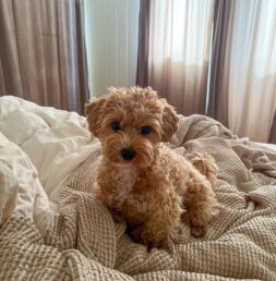 Maltipoo Puppies for sale Puppies for sale