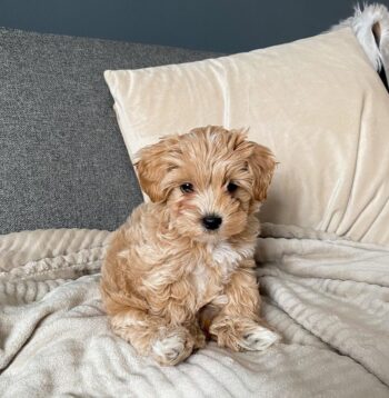 Maltipoo Puppies for sale Puppies for sale