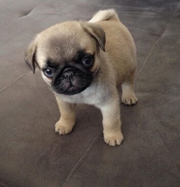 Pug Puppies for sale Puppies for sale