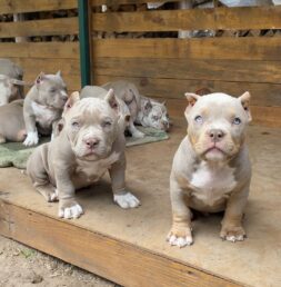 American Bully Puppies for sale Puppies for sale