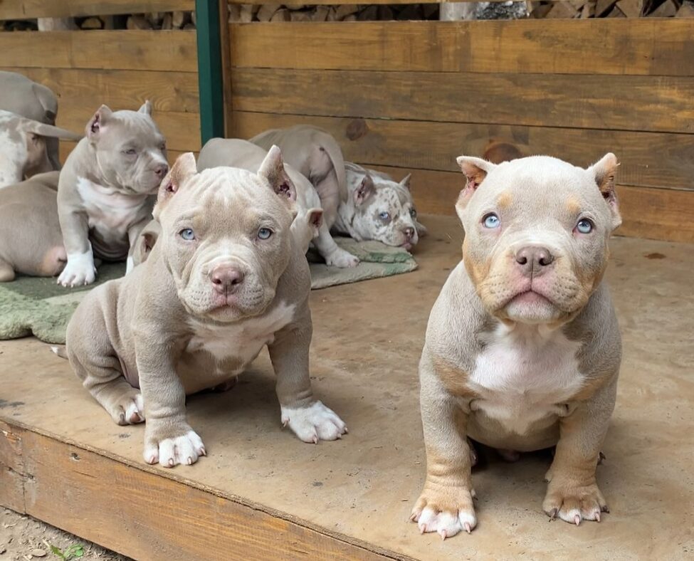 American Bully Puppies for sale Puppies for sale