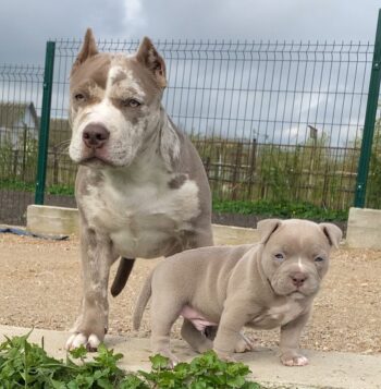 American XL Bully Puppies for sale Puppies for sale