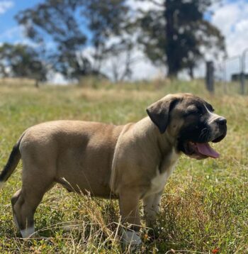 Boerboel Puppies for sale Puppies for sale