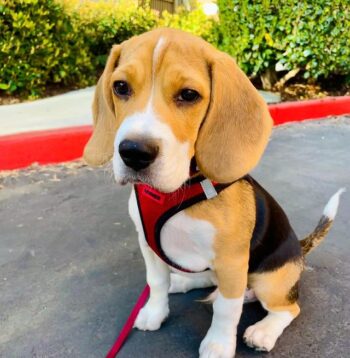 Beagle Puppies For Sale