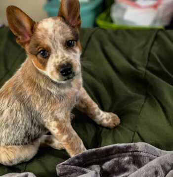 Australian Cattle Dog