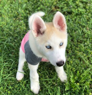 Siberian Husky Puppies