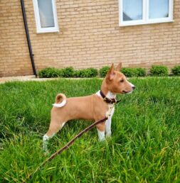 Basenji Puppies for sale Puppies for sale