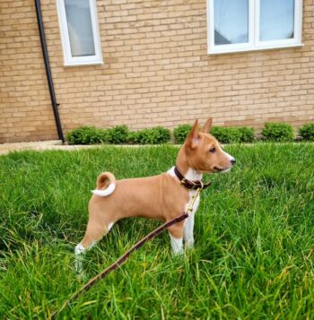 Basenji Puppies for sale Puppies for sale