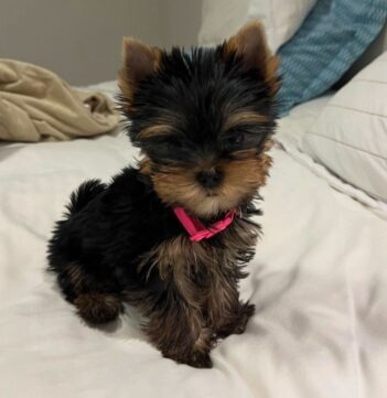 Yorkie Puppies